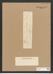 Nitzschia sp. (de-Toni-Nr.: Genus 47, Species 2150 var. ?) Zeichnungen Sammlung Grunow Nr. 4450 (NHMW-BOT-W0372386)